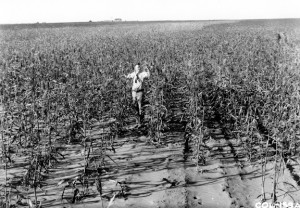 A man stands in a agricultural field with his hands in the air