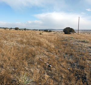 A picture of a brown grassy field with some trees in the distance before the horizon.