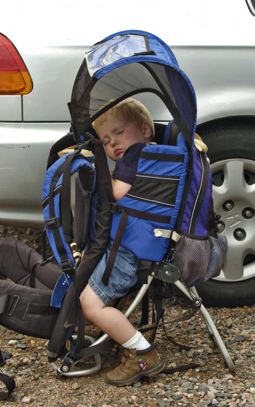 Young one sleeping in carrier