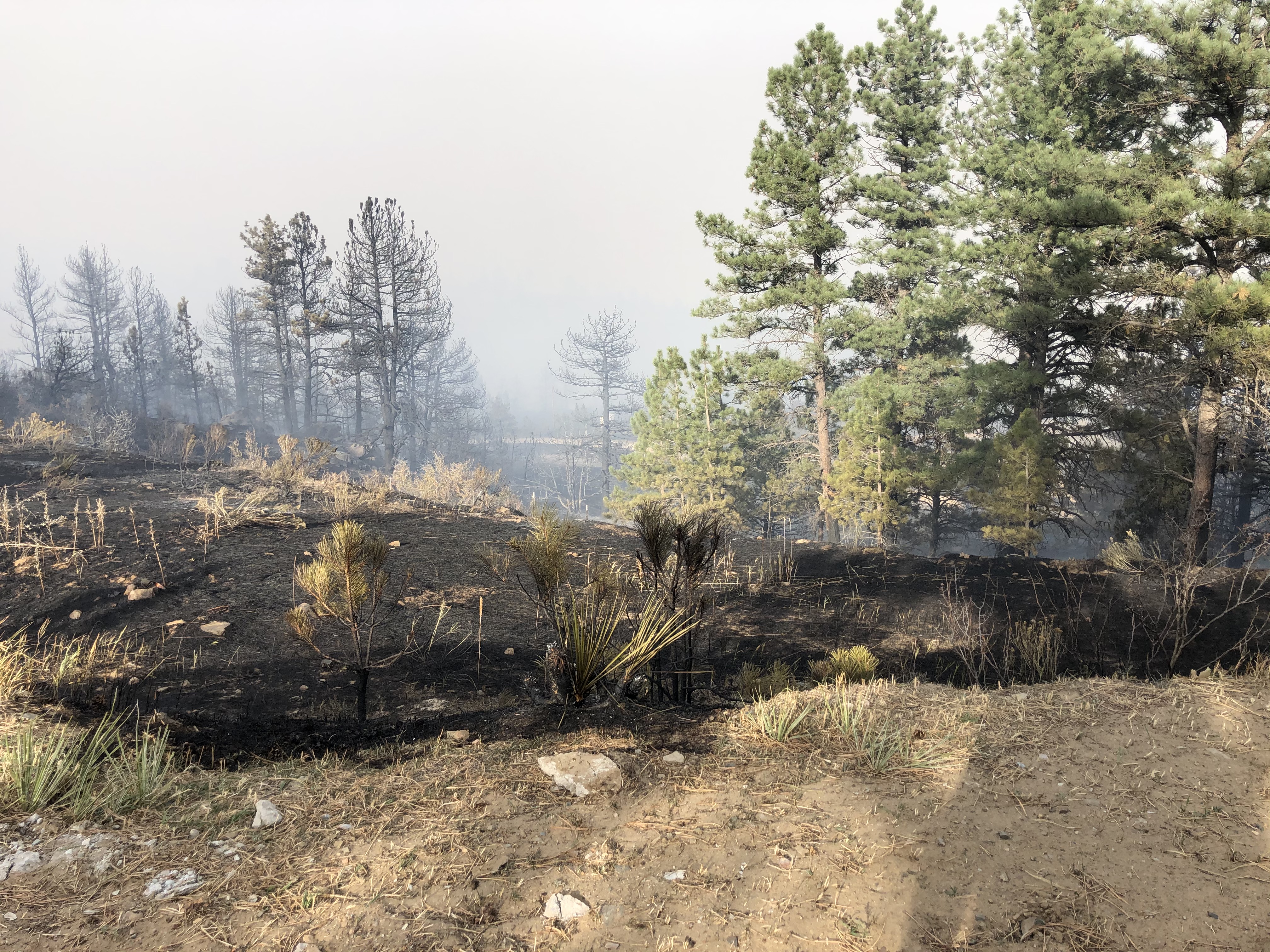 Photo of an area affected by the Cameron Peak Wildfire. In the foreground the brown soil and green vegetation turns to black, scorched earth. In the near distance, a few tall pine trees have escaped the fire and are still green and full. However further back into the distance where the ground is still smoking from the fire, the tall pines are reduced to single blackened trunks, or have branches that are also black with few, if any, pine needles remaining. The sky is filled with the hazy gray of smoke.