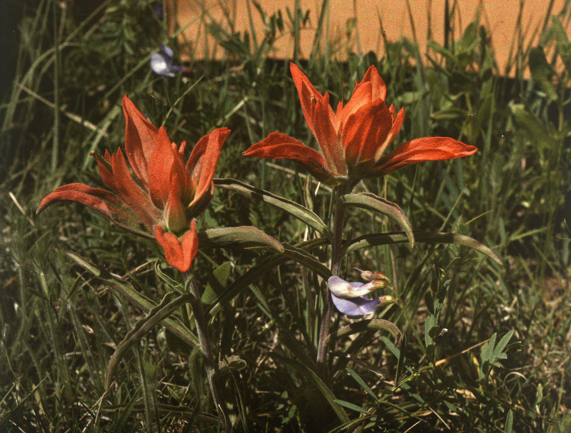 A photo of Red Indian Paintbrush, a bright red wildflower growing among dark green foliage.
