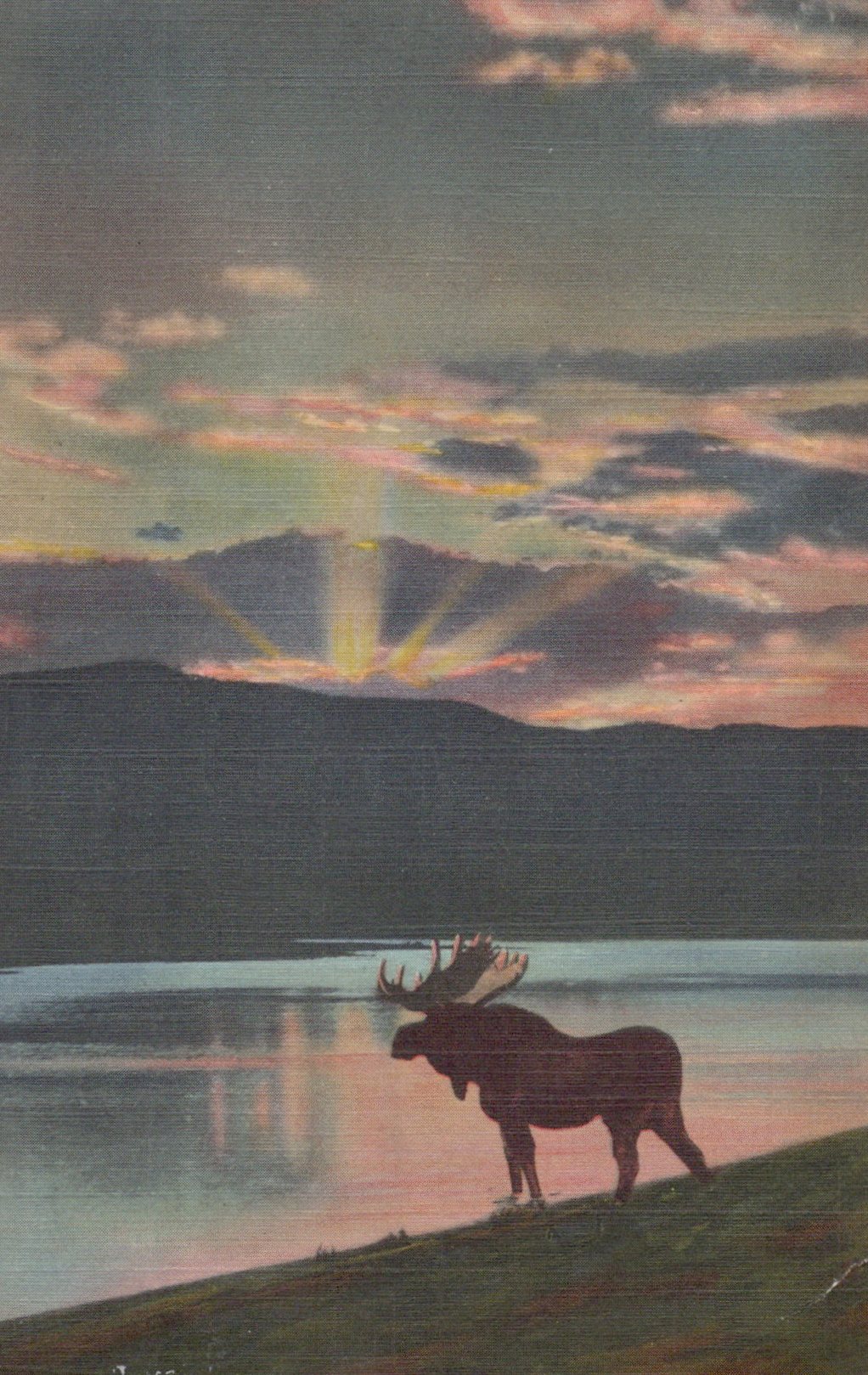 Grand Mesa Moose Day