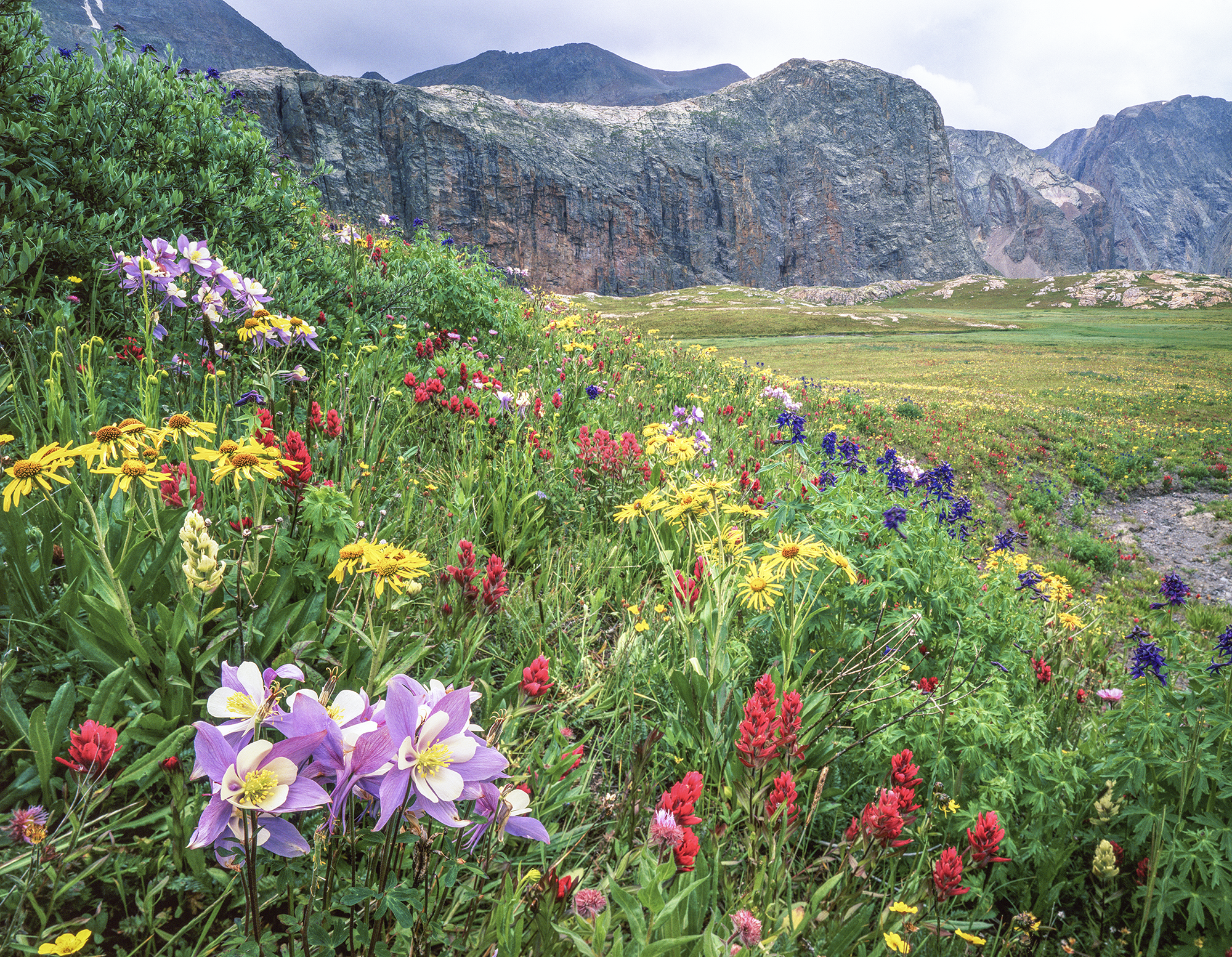 Colorado columbine wildflowers