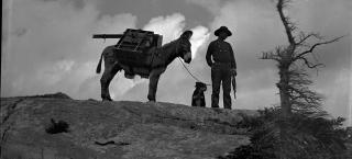 William Henry Jackson posing with a mule atop a cliff.