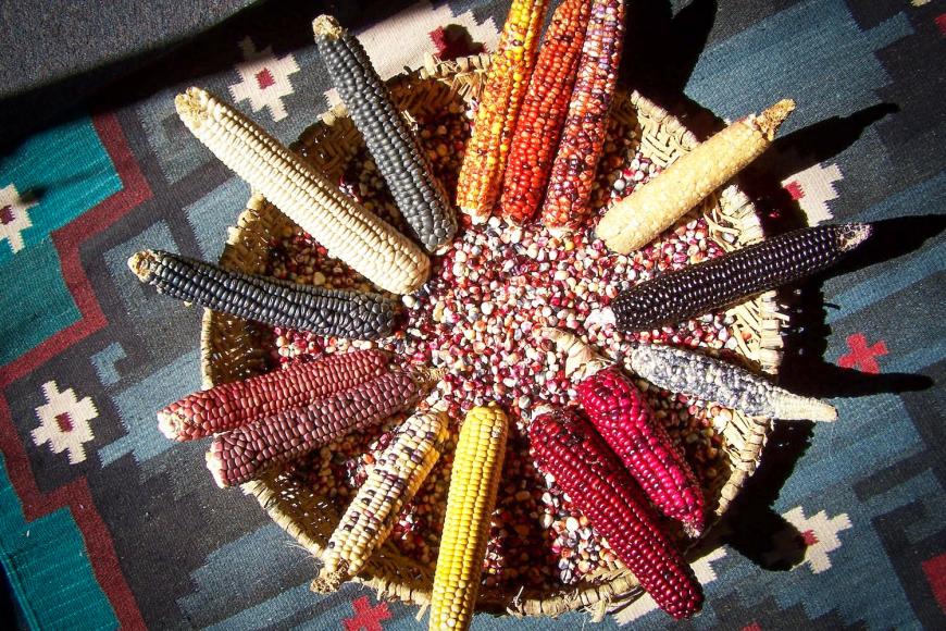 Archaeological Maize for Colorado