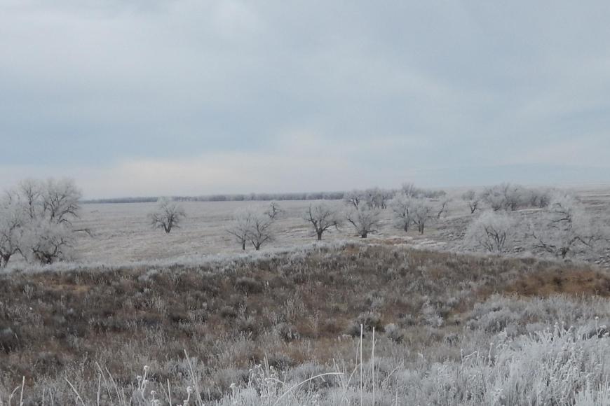 Site of the Sand Creek massacre in winter. Frost is on the grass and trees.