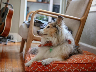 Dog in living room